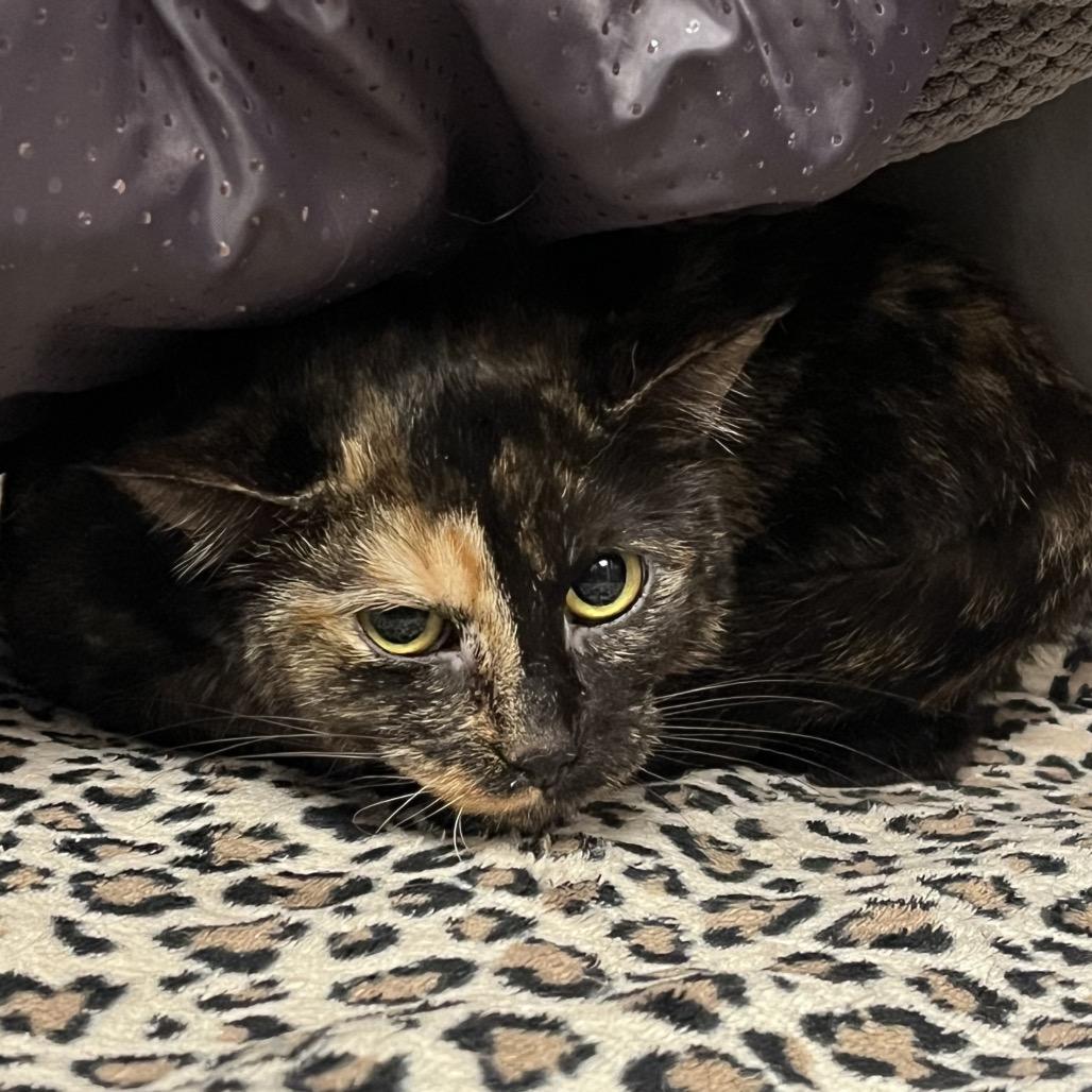 Enlarge JamJam, a Adoptable Domestic Short Hair in Mentor, OH image 2/2