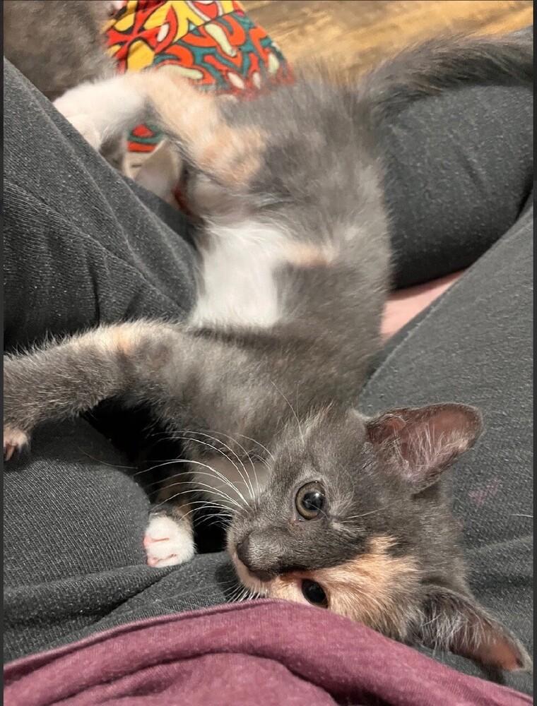 Cameow, Adoptable, Kitten Female Calico & Domestic Short Hair.