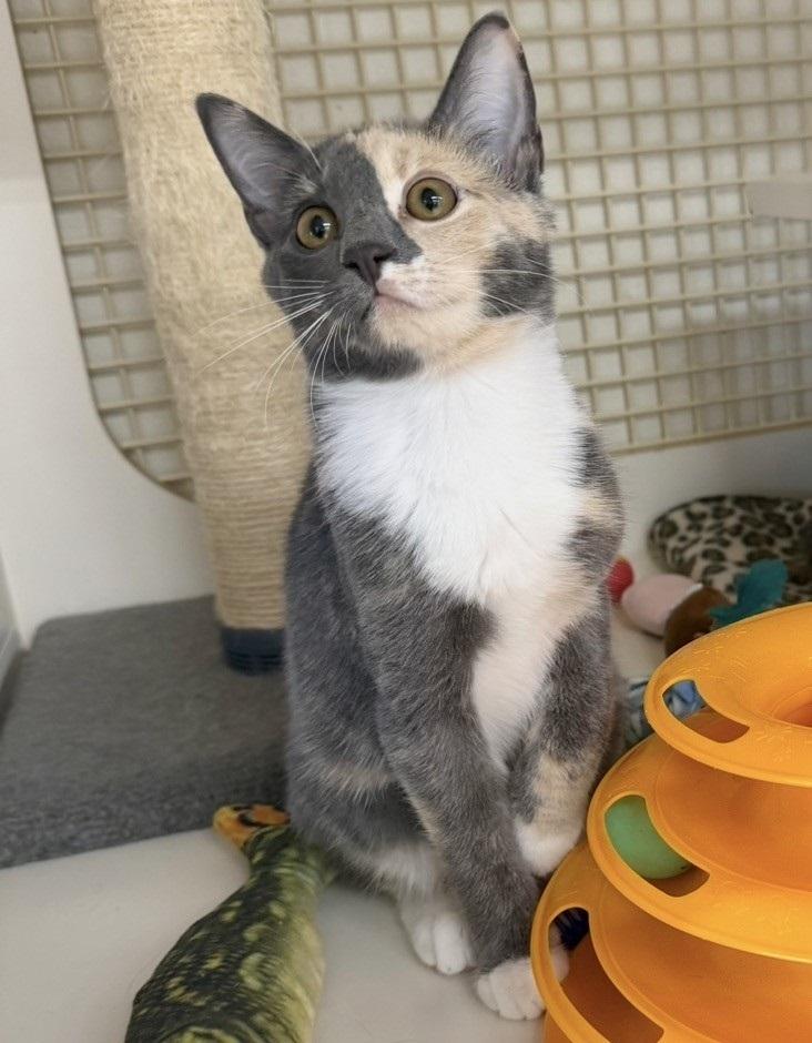Cameow, a Adoptable mixed breed in Little Rock, AR image 2/4