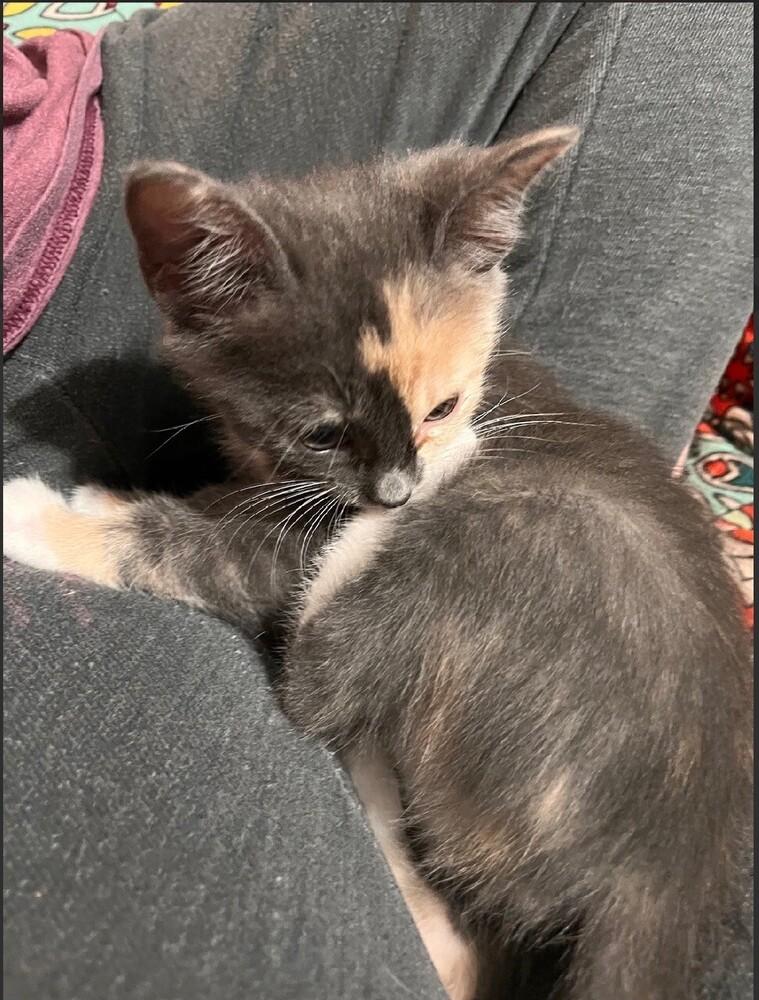 Cameow, a Adoptable mixed breed in Little Rock, AR image 3/4