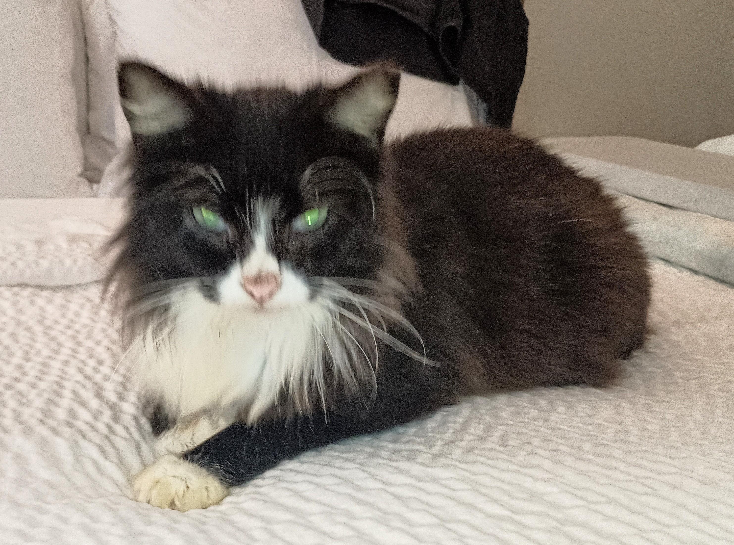 Enlarge WILLIAM, a ADOPTABLE Domestic Long Hair in Ridgeland, MS image 2/4