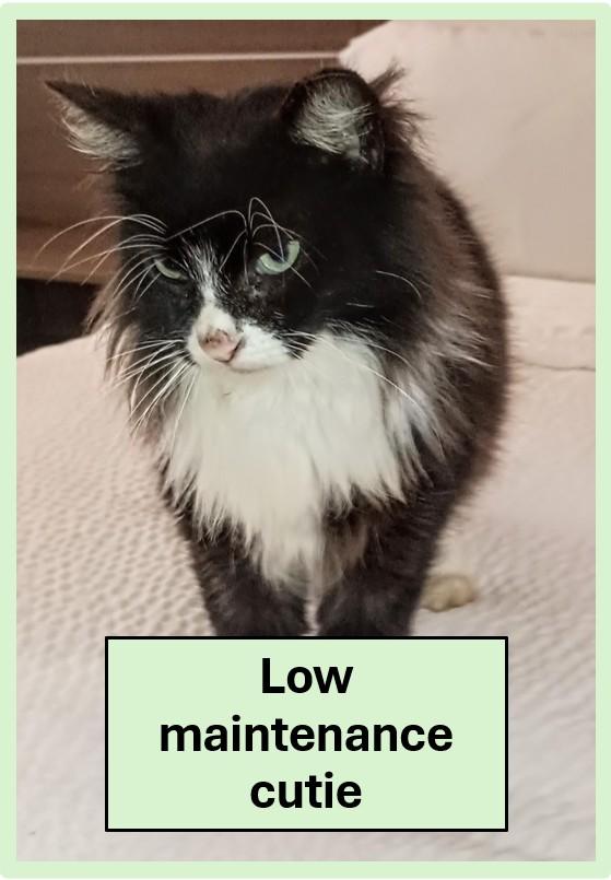 Enlarge WILLIAM, a ADOPTABLE Domestic Long Hair in Ridgeland, MS image 1/5