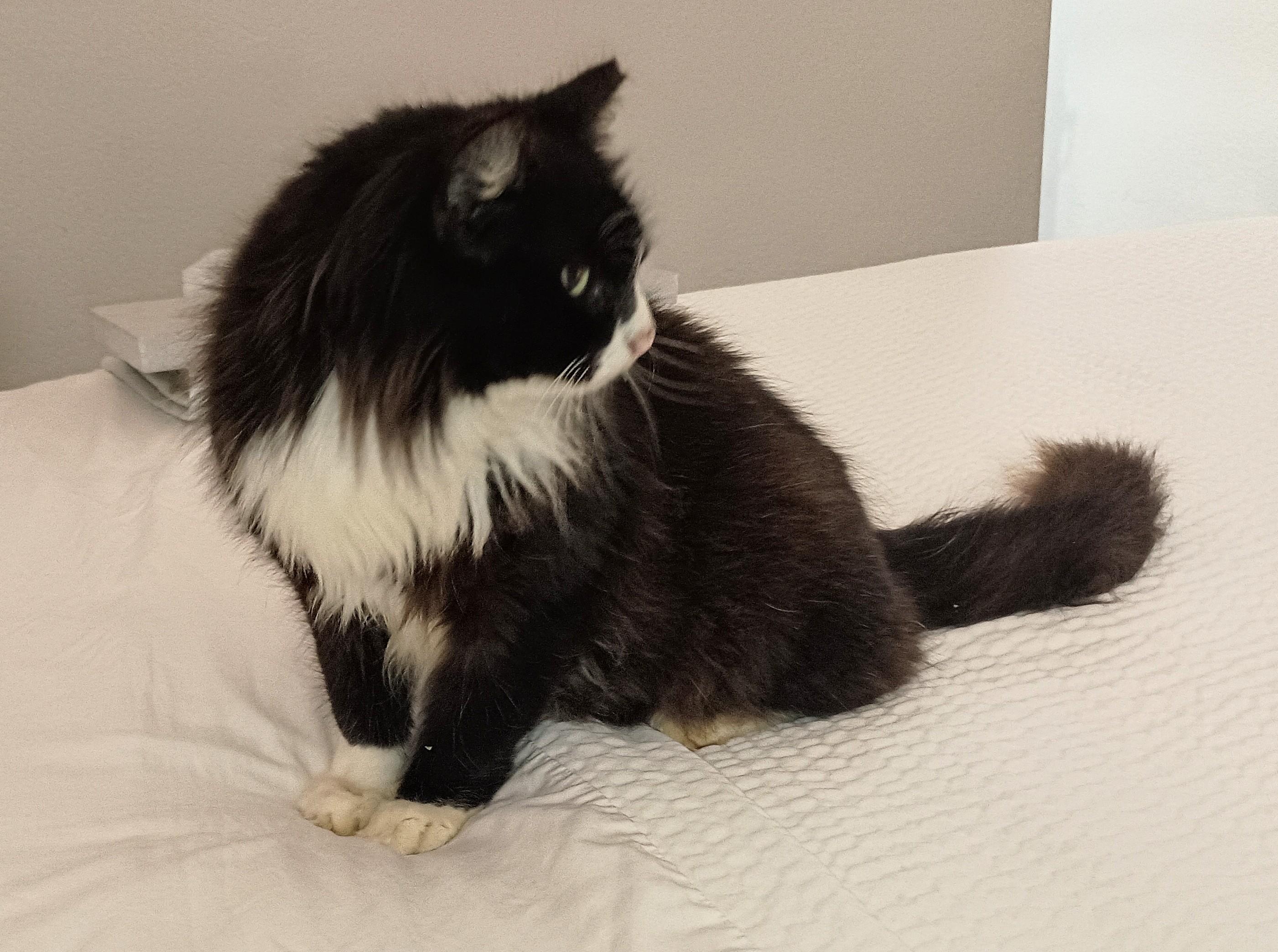 Enlarge WILLIAM, a ADOPTABLE Domestic Long Hair in Ridgeland, MS image 4/4