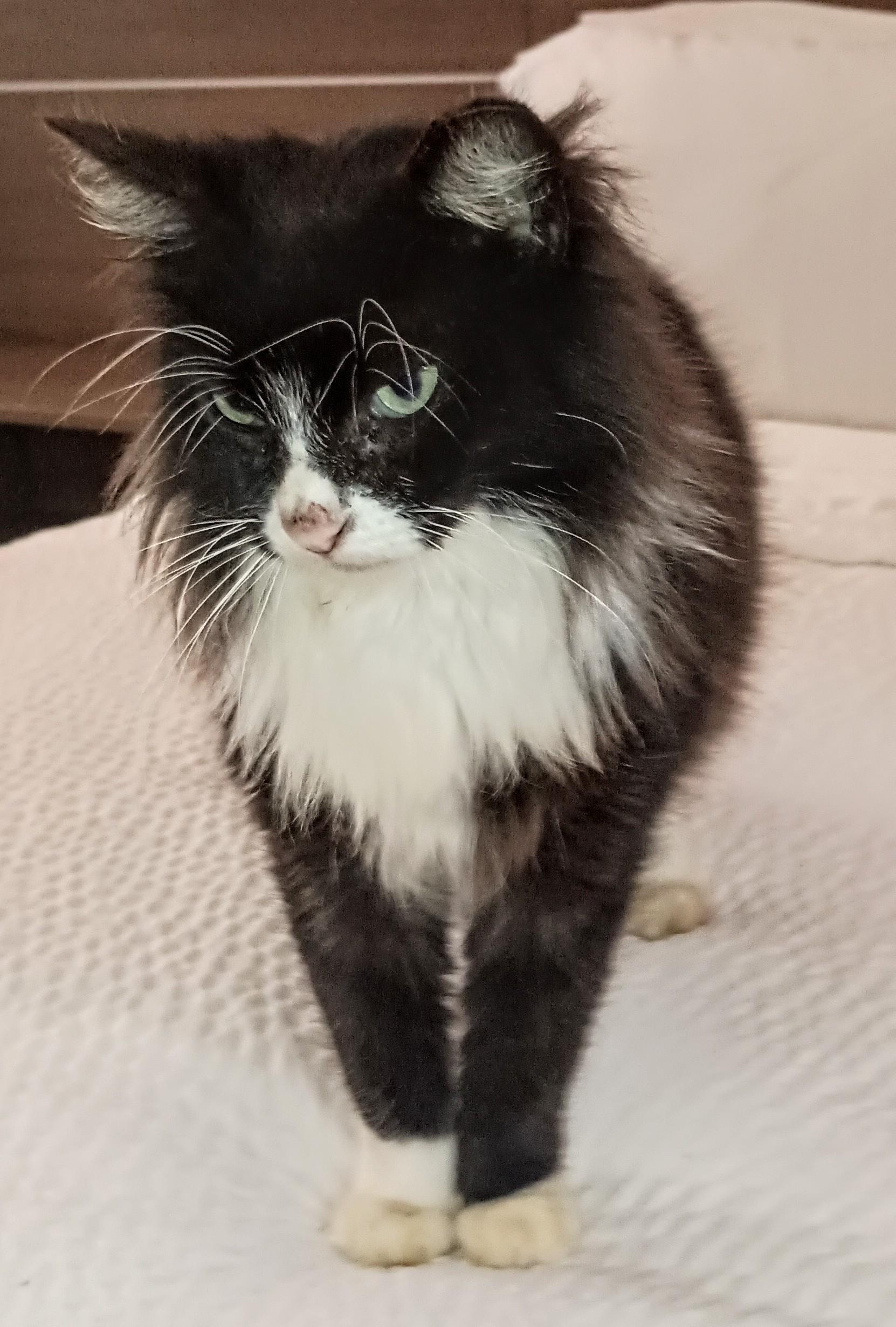 Enlarge WILLIAM, a ADOPTABLE Domestic Long Hair in Ridgeland, MS image 1/4