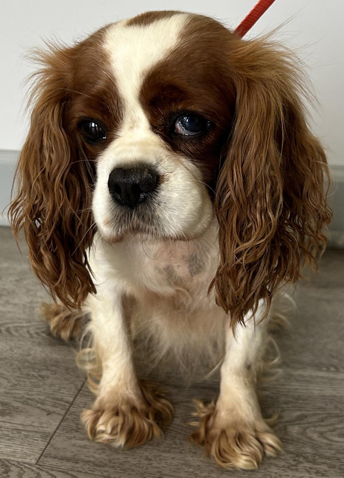Margie, a Adoptable Cavalier King Charles Spaniel in Westminster, MD image 1/3