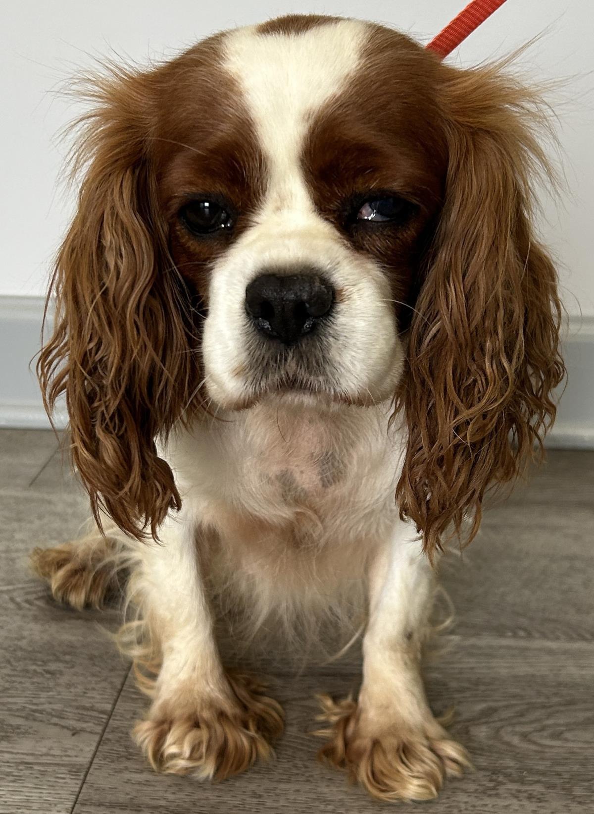Margie, a Adoptable Cavalier King Charles Spaniel in Westminster, MD image 2/3