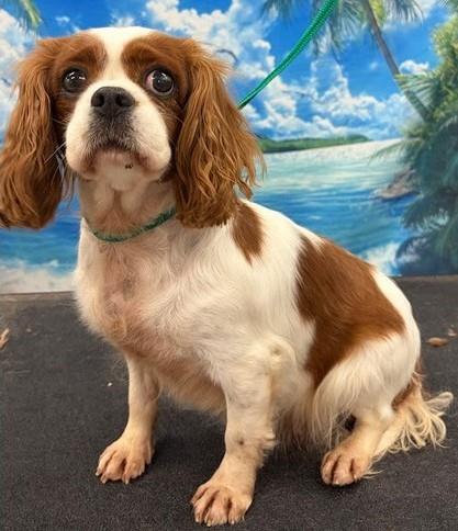 Margie, a Adoptable Cavalier King Charles Spaniel in Westminster, MD image 3/3