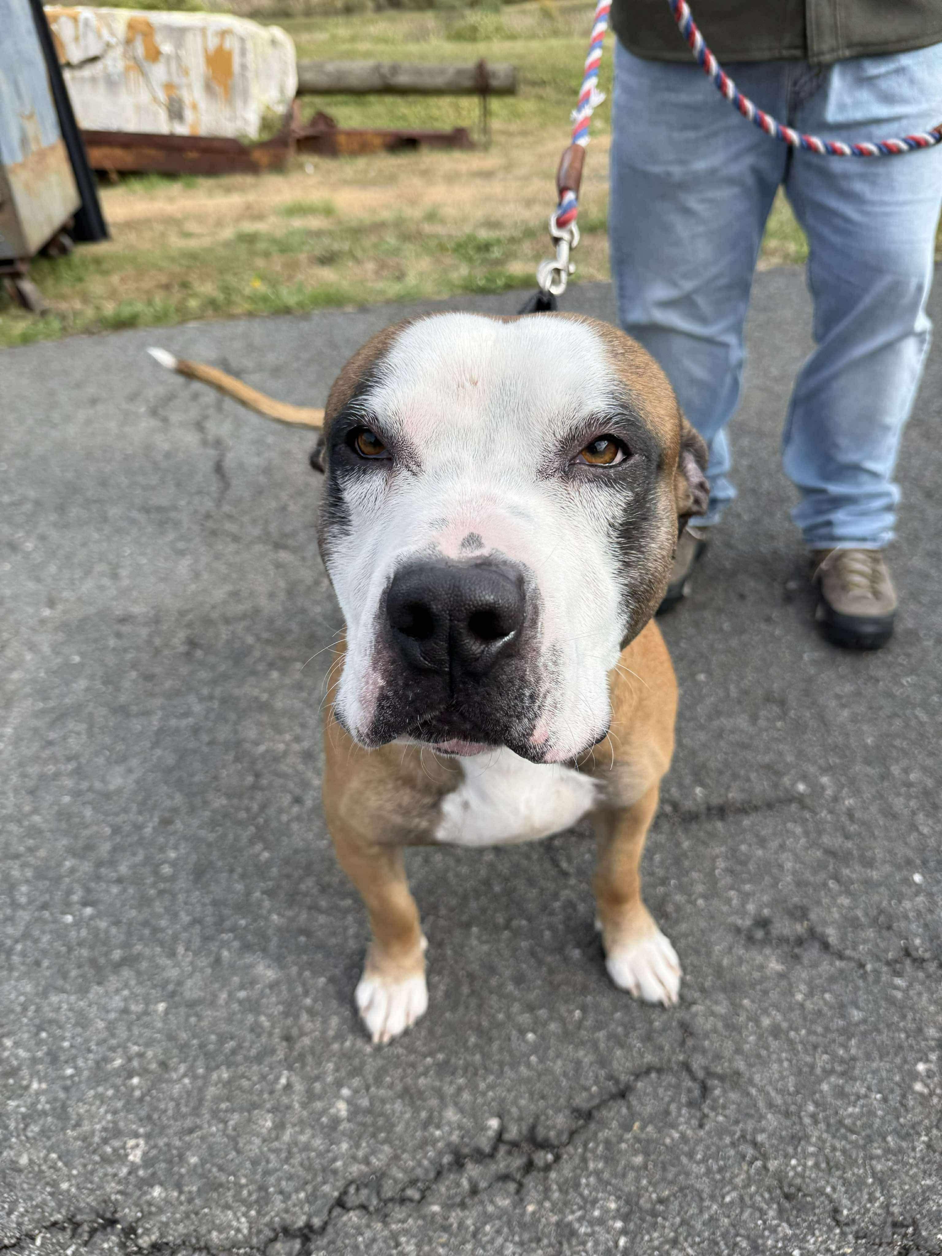 Major, Adoptable, Adult Male Pit Bull Terrier.