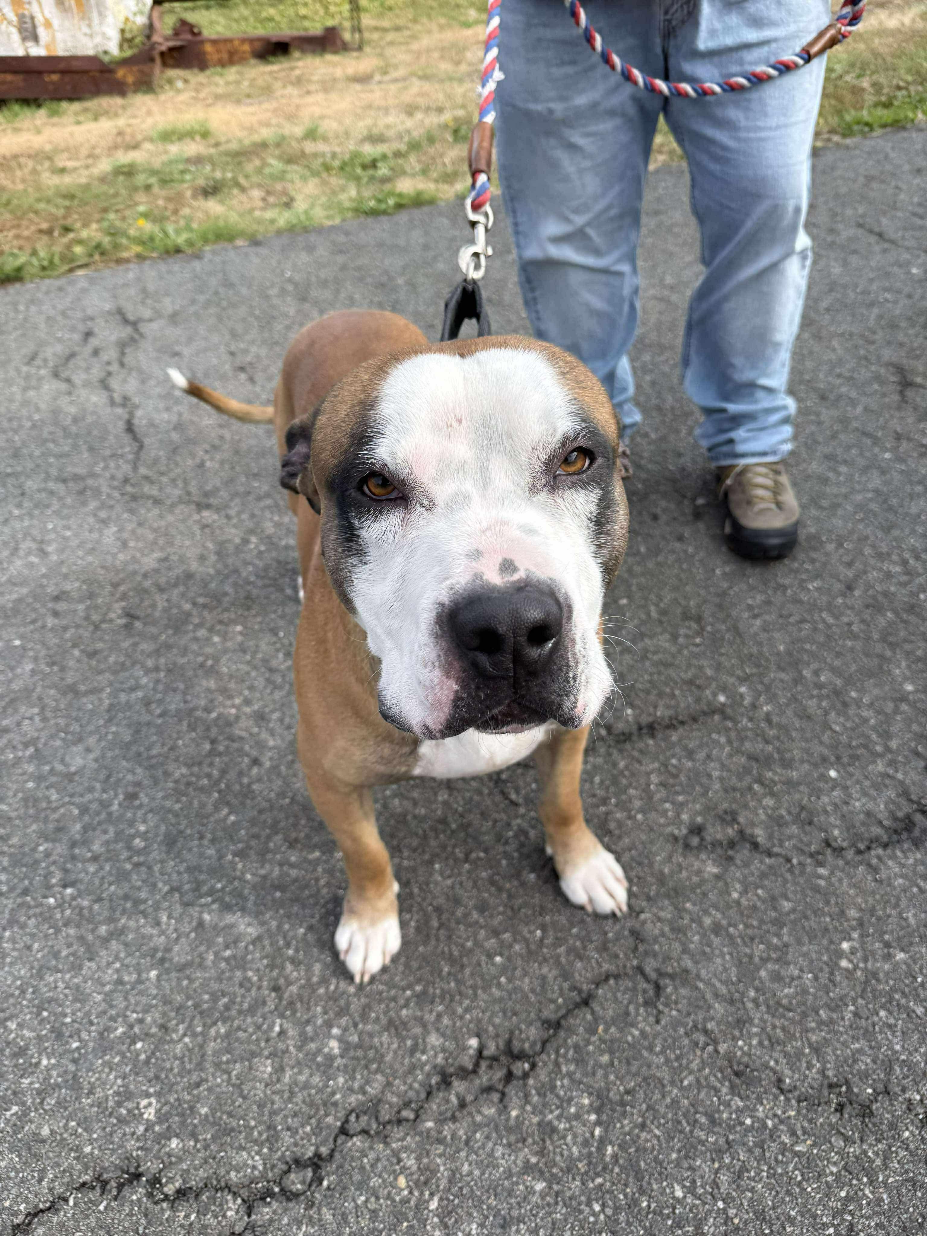 Major, a Adoptable mixed breed in Jackson , NJ image 2/4
