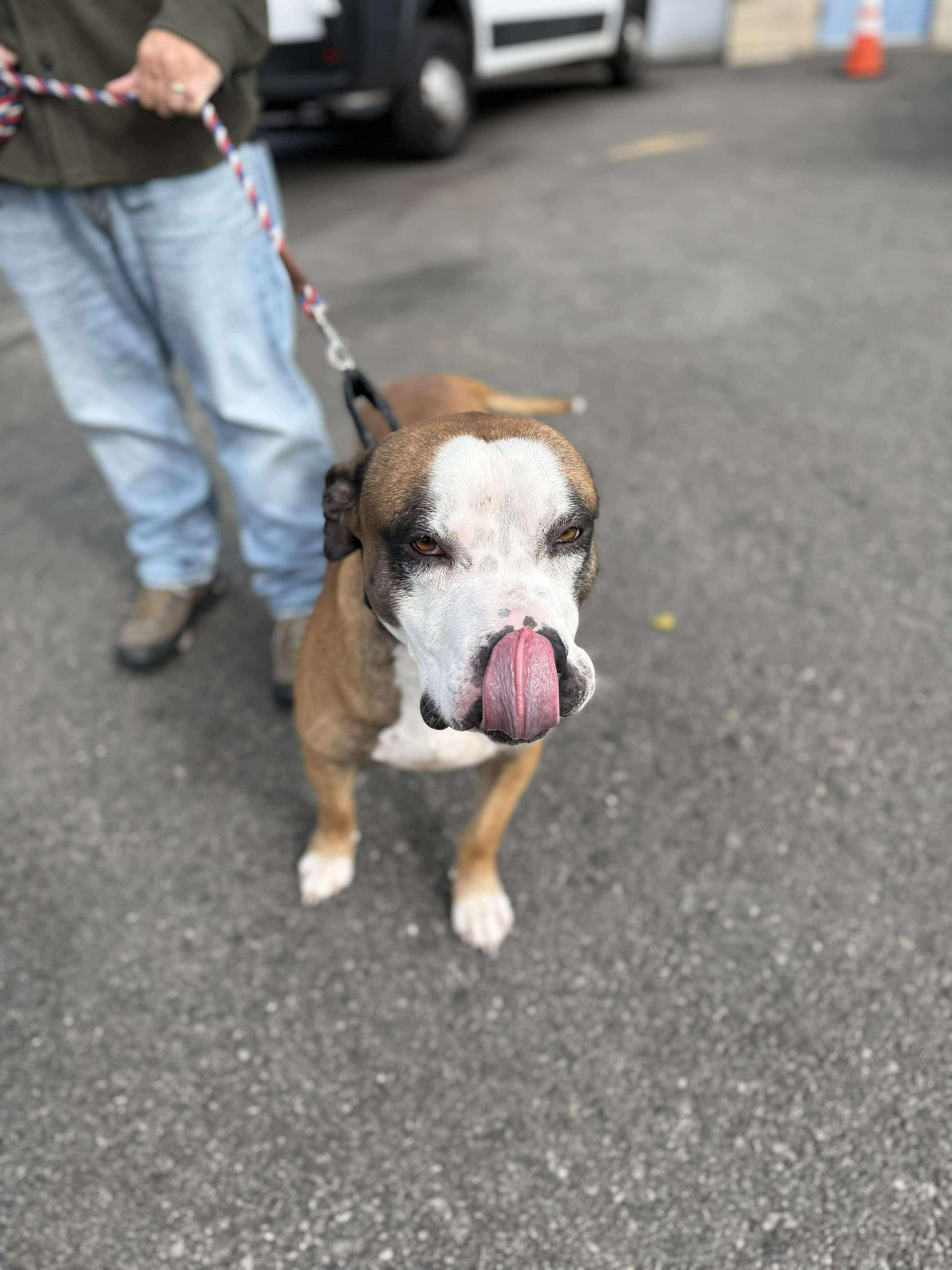 Major, a Adoptable mixed breed in Jackson , NJ image 3/4