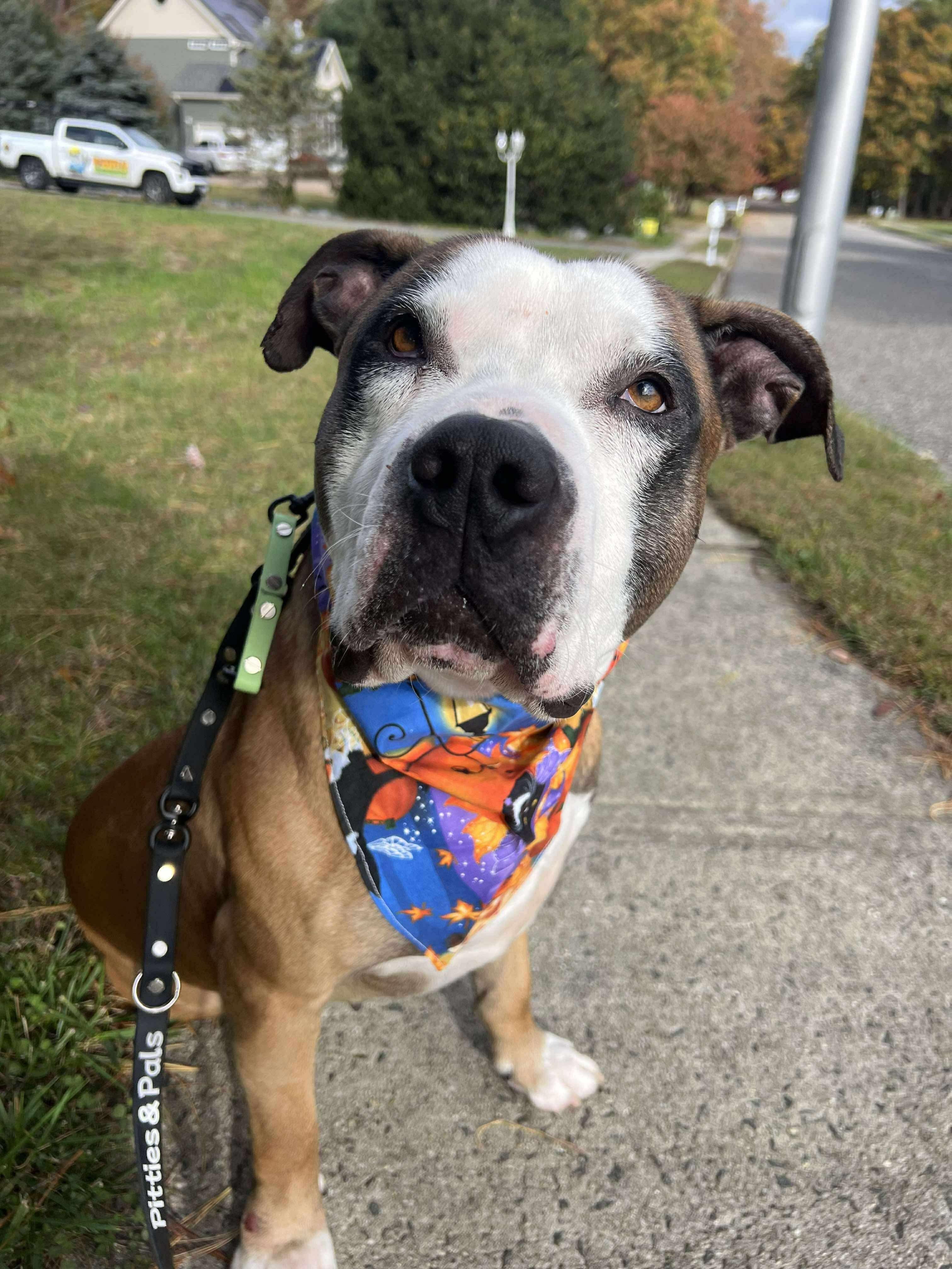 Major, a Adoptable mixed breed in Jackson , NJ image 4/4