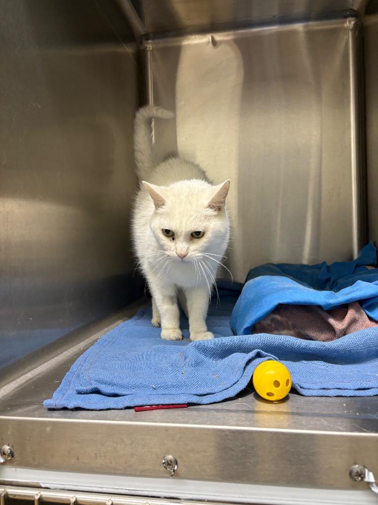 Nilla, Adopted, Adult Female Domestic Short Hair.