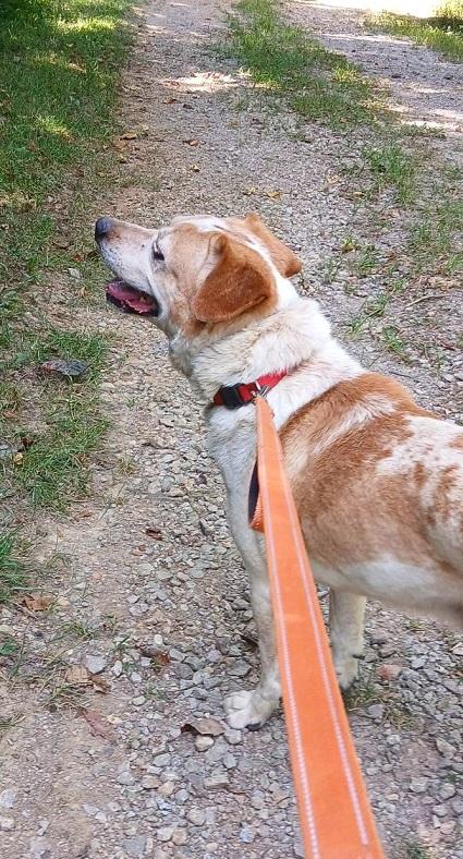 Enlarge COPPER, a Adopted Mixed Breed in Pegram, TN image 2/3