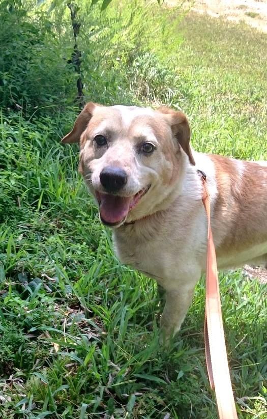 COPPER, Adopted, Adult Male Mixed Breed.