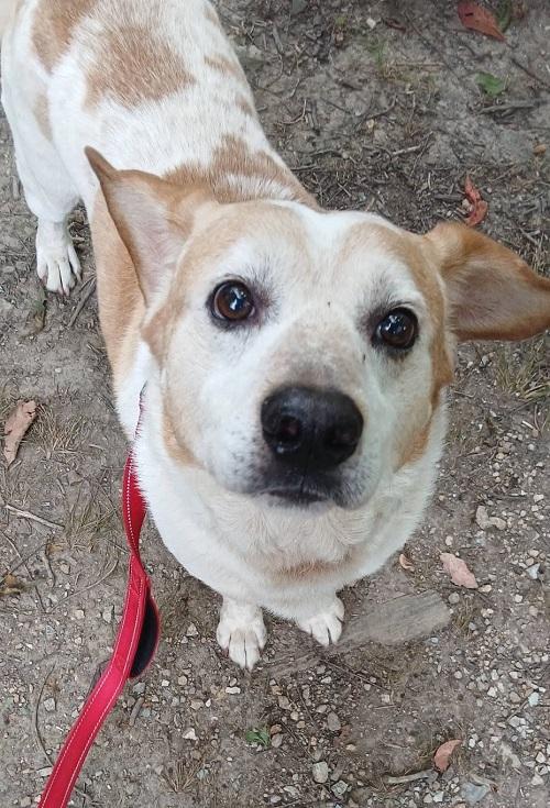 Enlarge COPPER, a Adopted Mixed Breed in Pegram, TN image 3/3