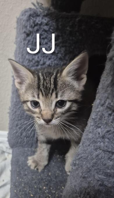 JJ