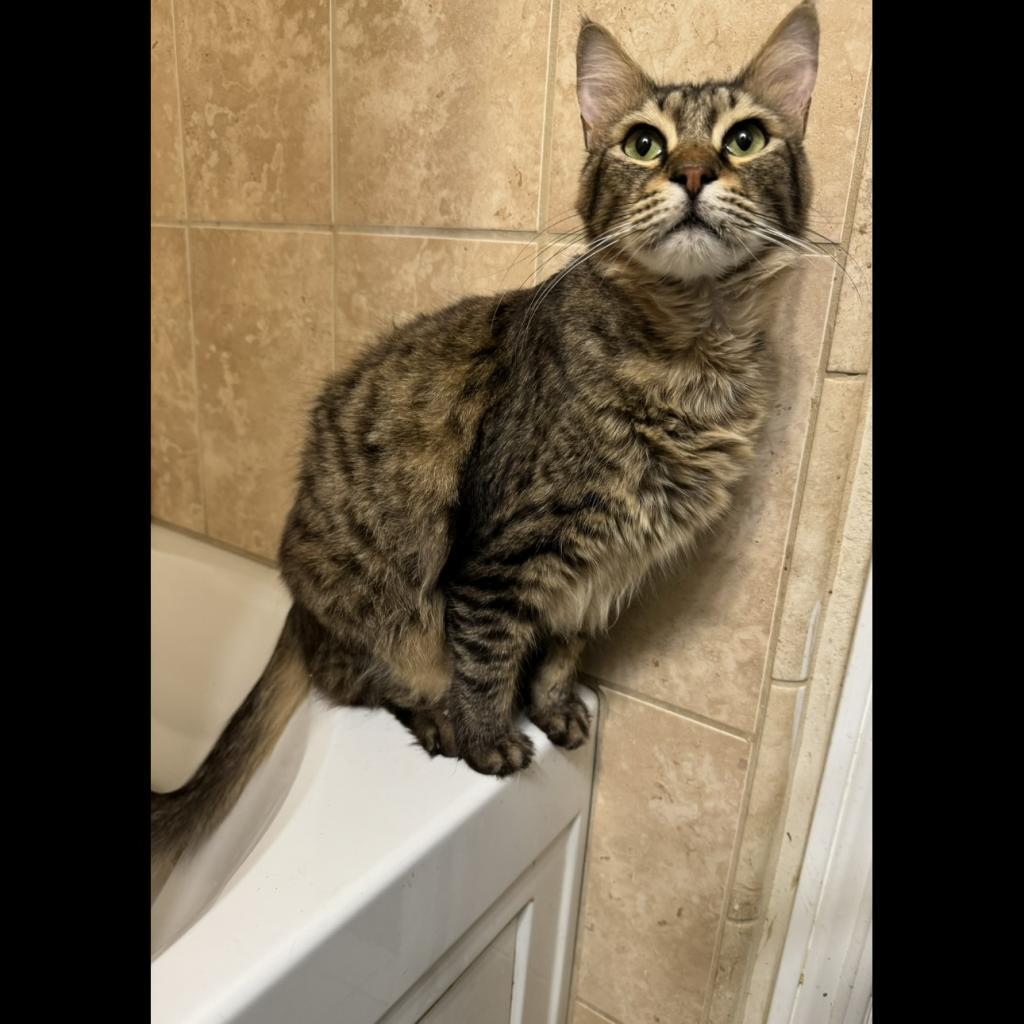 Cocoa, Adoptable, Adult Male Domestic Long Hair & Domestic Medium Hair.