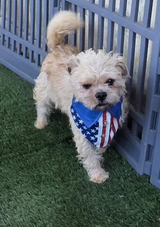 Bory, ADOPTABLE, Young Male Shih poo.