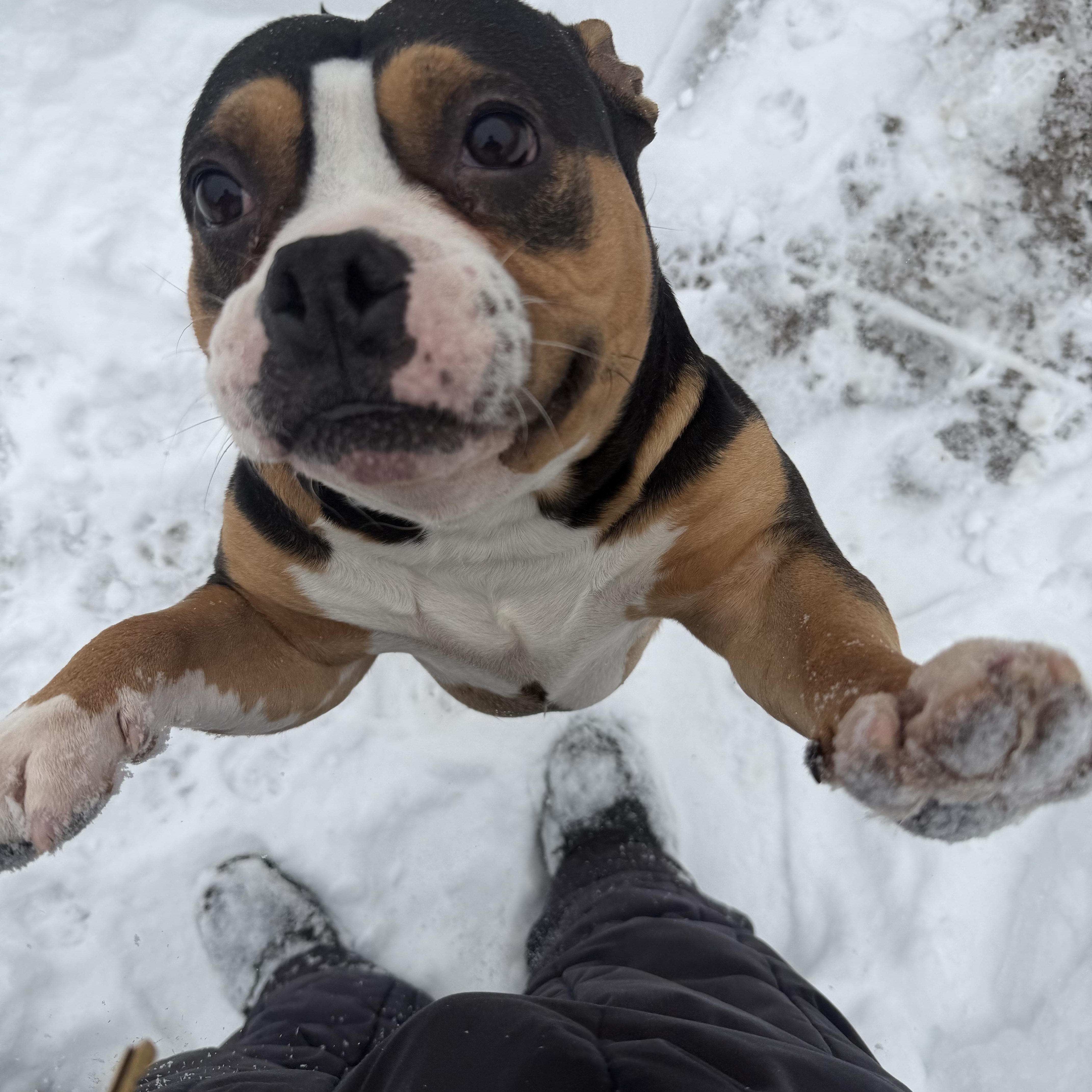 Enlarge Lucky , an adopted American Bully in New Britain, CT image 1/4