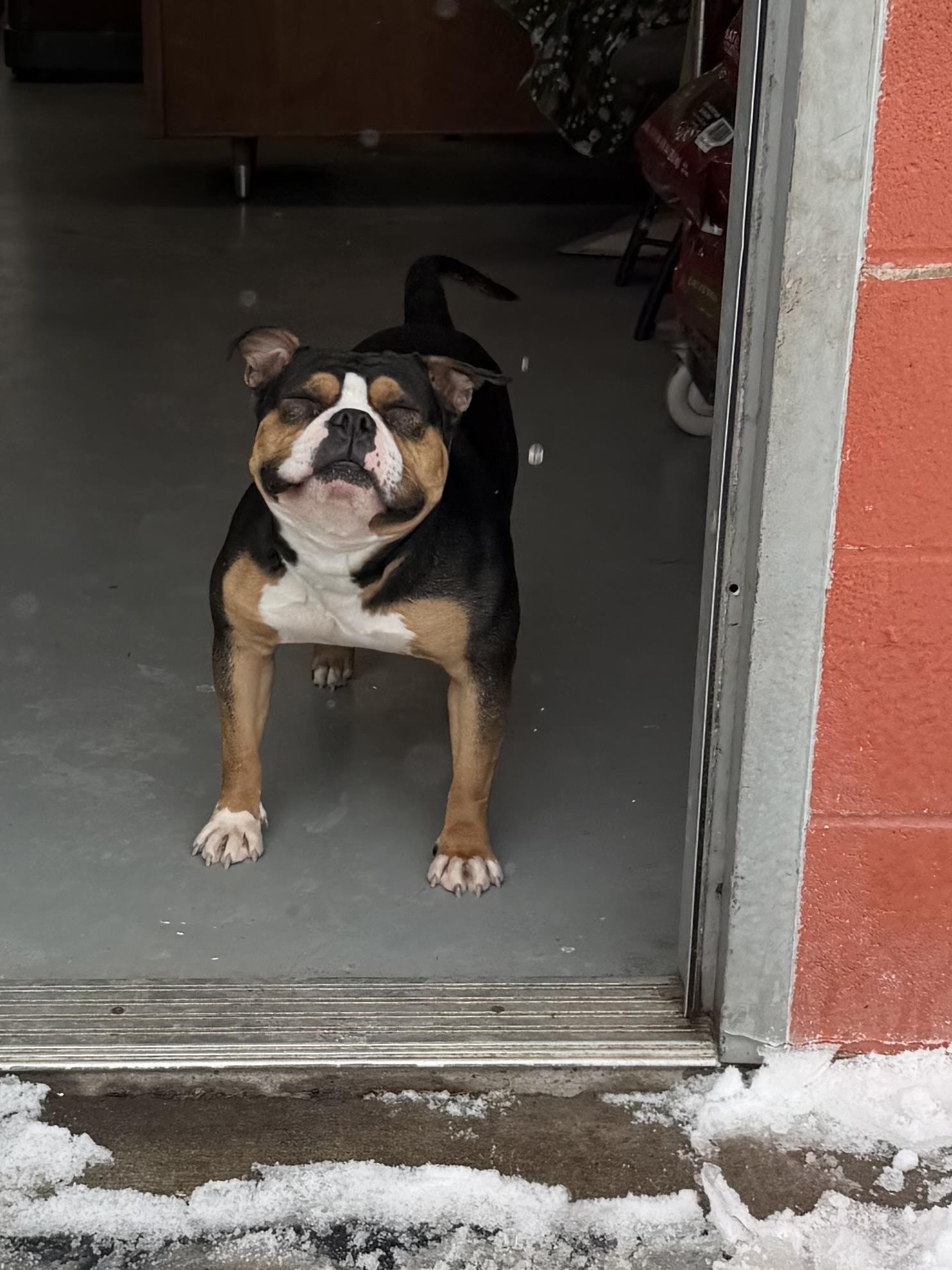 Enlarge Lucky , an adopted American Bully in New Britain, CT image 2/4
