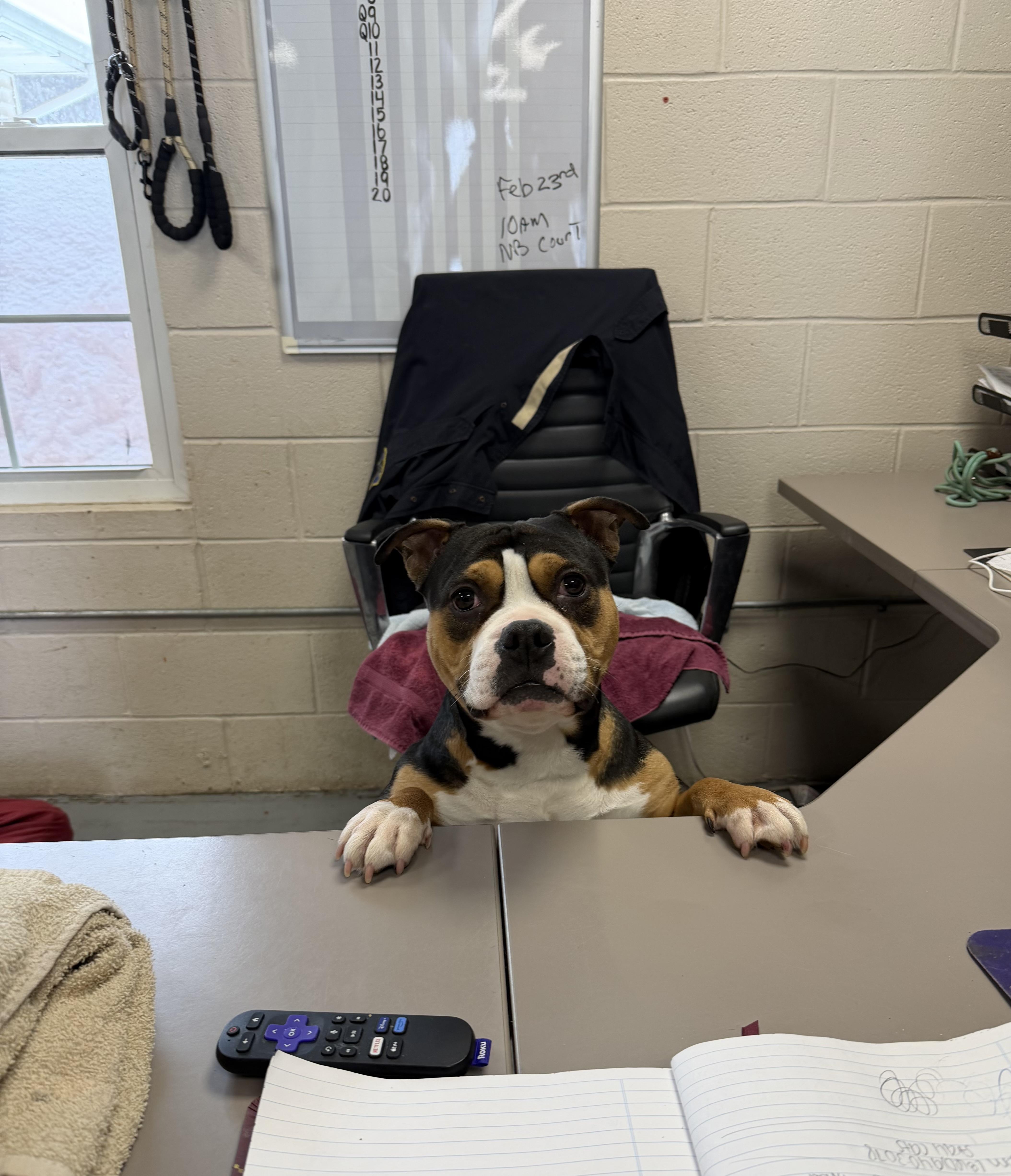 Enlarge Lucky , an adopted American Bully in New Britain, CT image 3/4