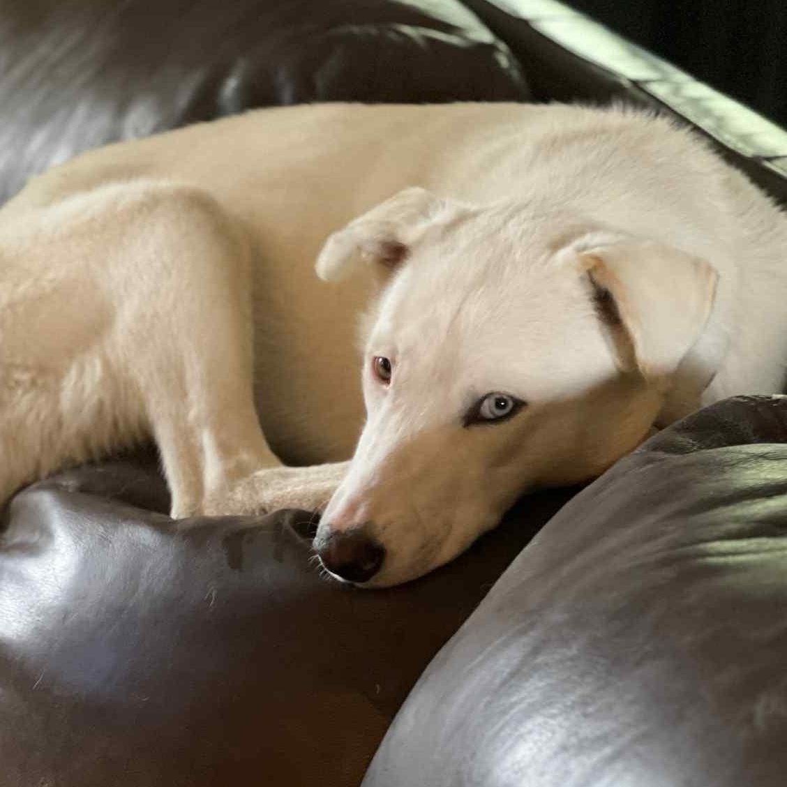 Angel loves the water, a Adoptable mixed breed in Redmond, WA image 1/6