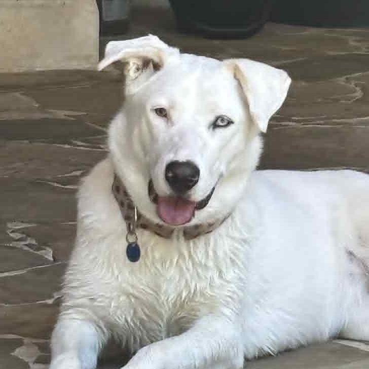 Angel loves the water, Adoptable, Young Female Shepherd.