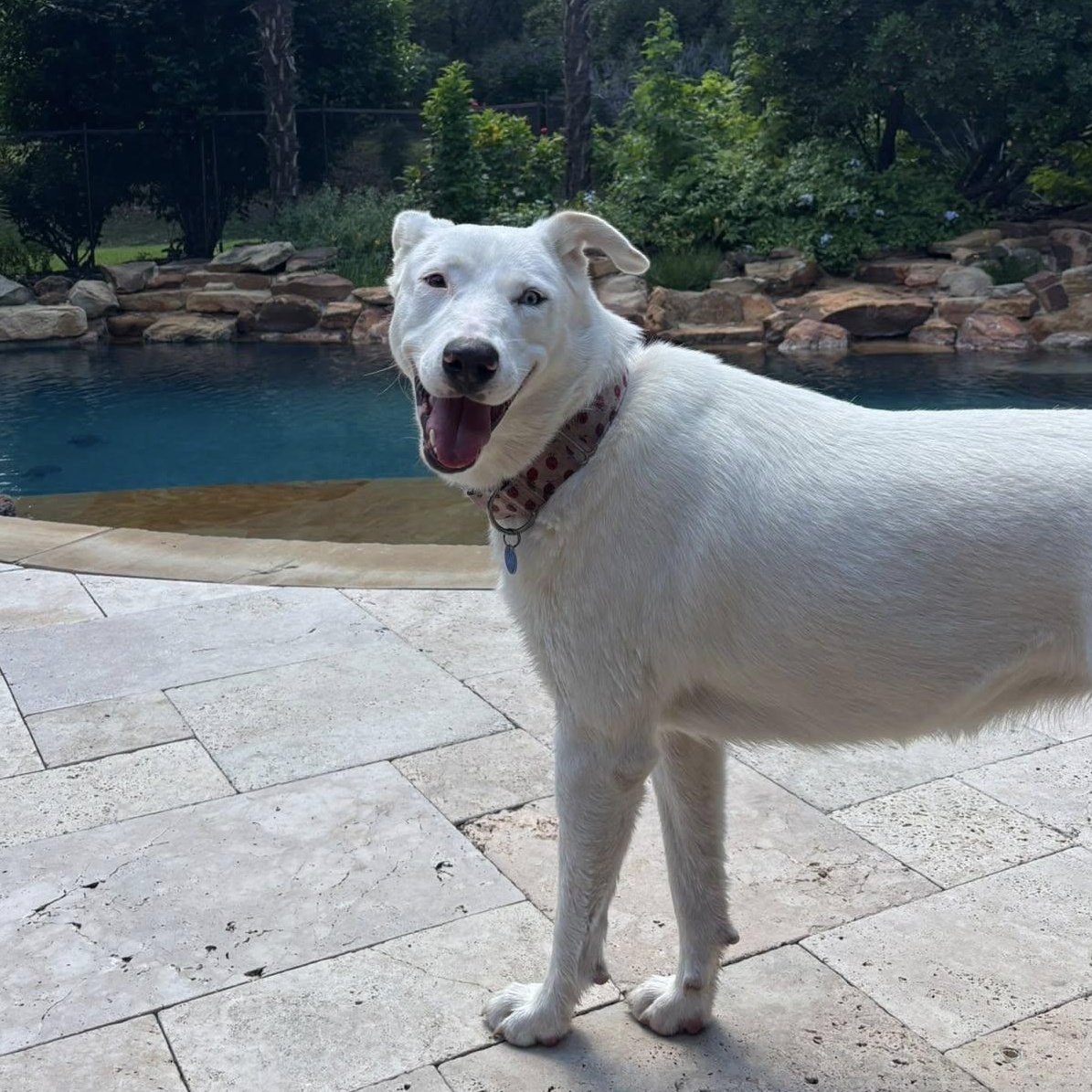 Angel loves the water, a Adoptable mixed breed in Redmond, WA image 4/6