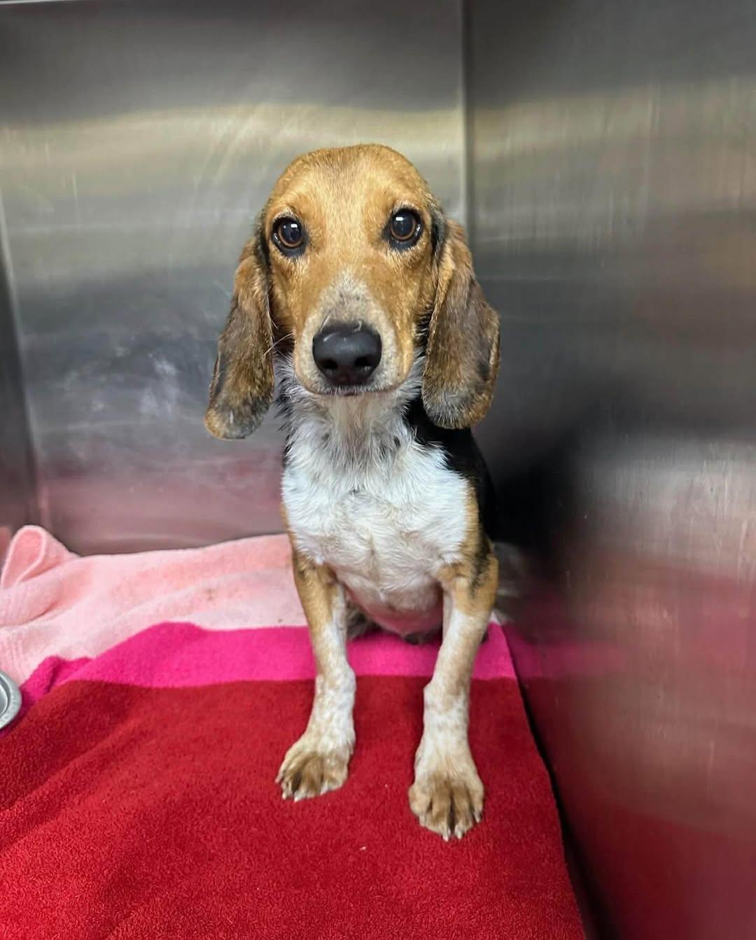 Hayward, ADOPTABLE, Adult Male Beagle.