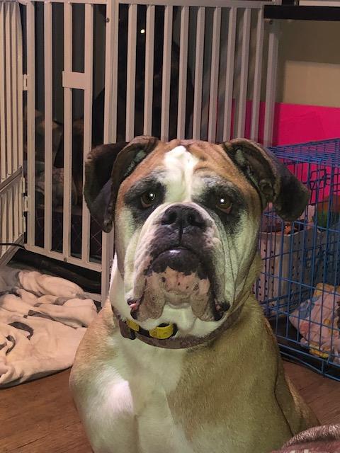 Bernadette, Adopted, Adult Female Boxer.