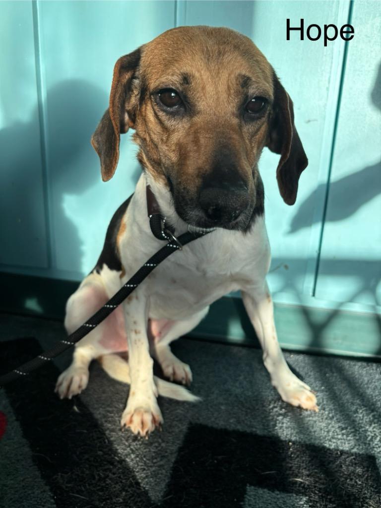 B1 Hope, adopted, Adult Female Beagle & Hound.