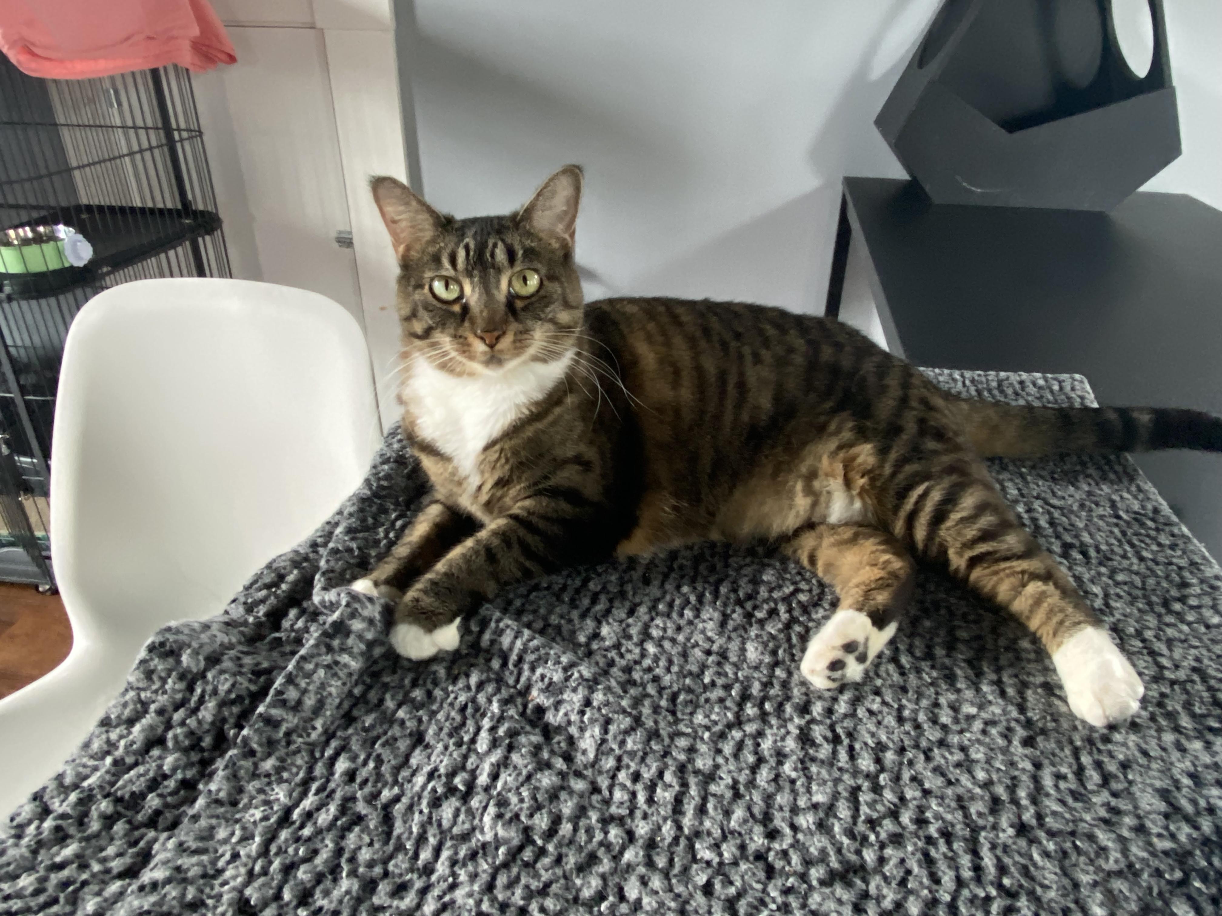 Gwen, Adoptable, Adult Female Domestic Short Hair.