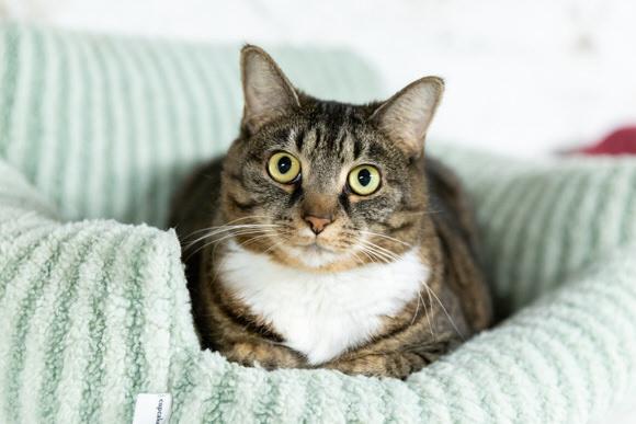 Enlarge Gwen, a Adoptable Domestic Short Hair in Dayton, OH image 2/3