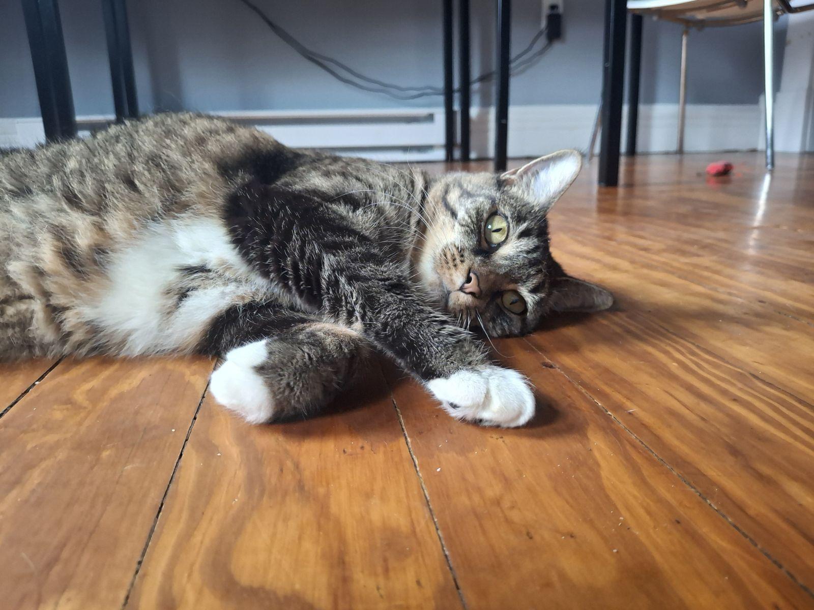 Enlarge Gwen, a Adoptable Domestic Short Hair in Dayton, OH image 3/3