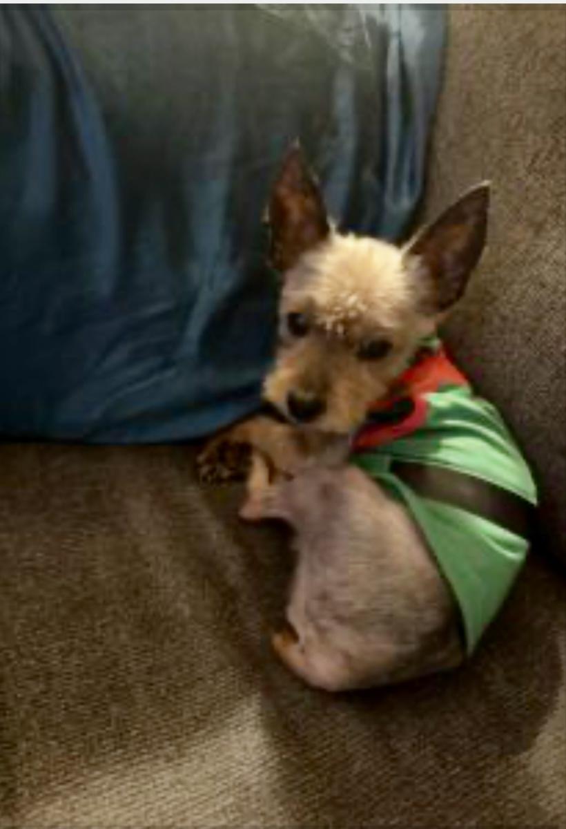 Dasher, ADOPTABLE, Senior Male Yorkshire Terrier.