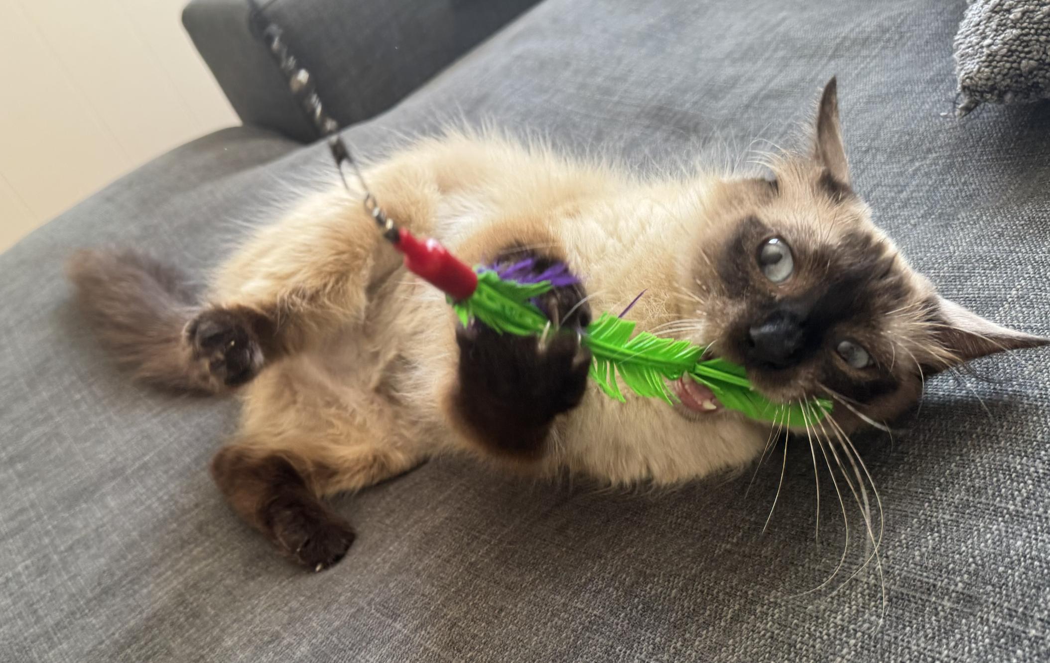 2 year old Siamese Audrey was rescued from the high kill Downey shelter All her babies got adopted a