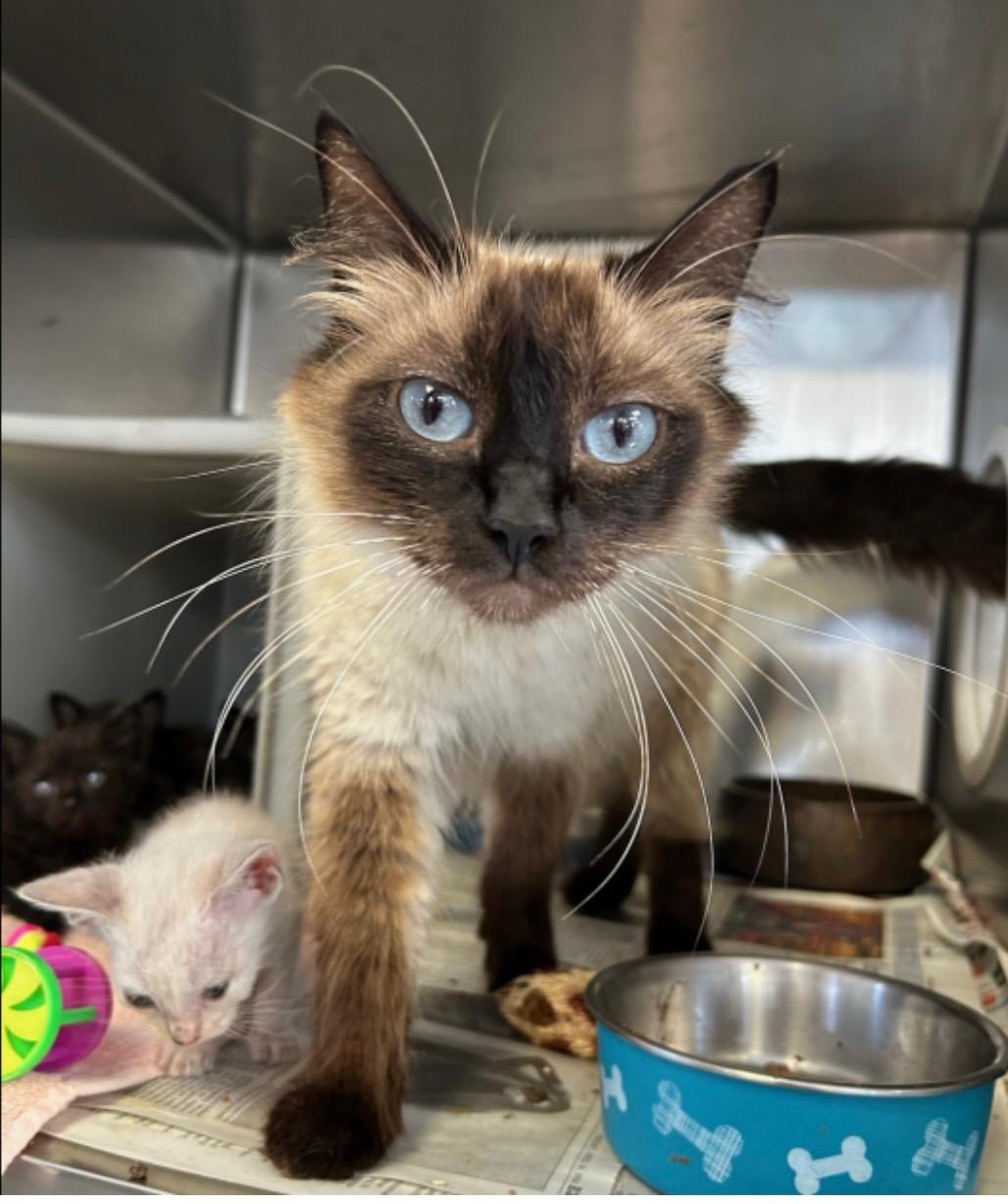 Audrey, an adoptable Ragdoll, Siamese in Beverly Hills, CA, 90211 | Photo Image 2