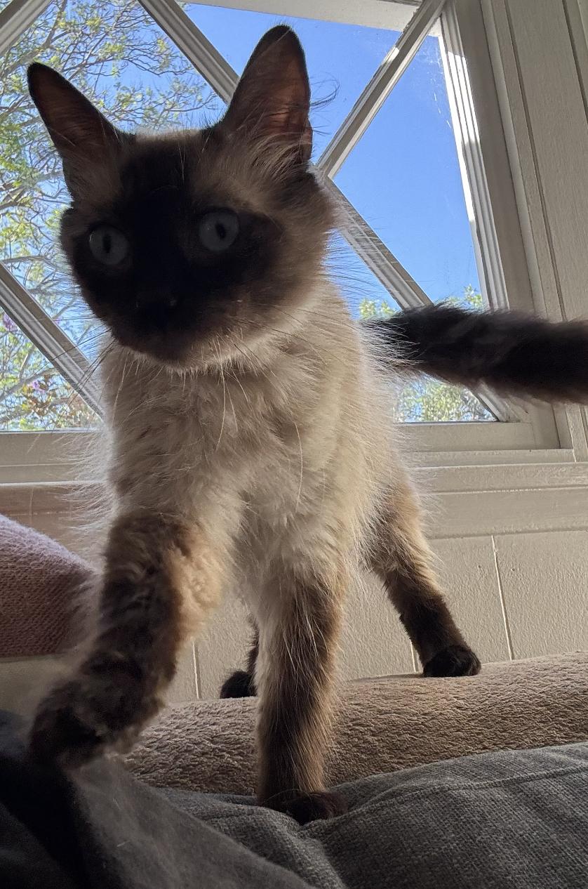 Audrey, an adoptable Ragdoll, Siamese in Beverly Hills, CA, 90211 | Photo Image 4