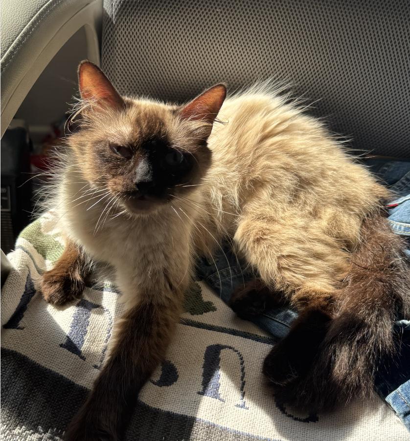 Audrey, an adoptable Ragdoll, Siamese in Beverly Hills, CA, 90211 | Photo Image 3
