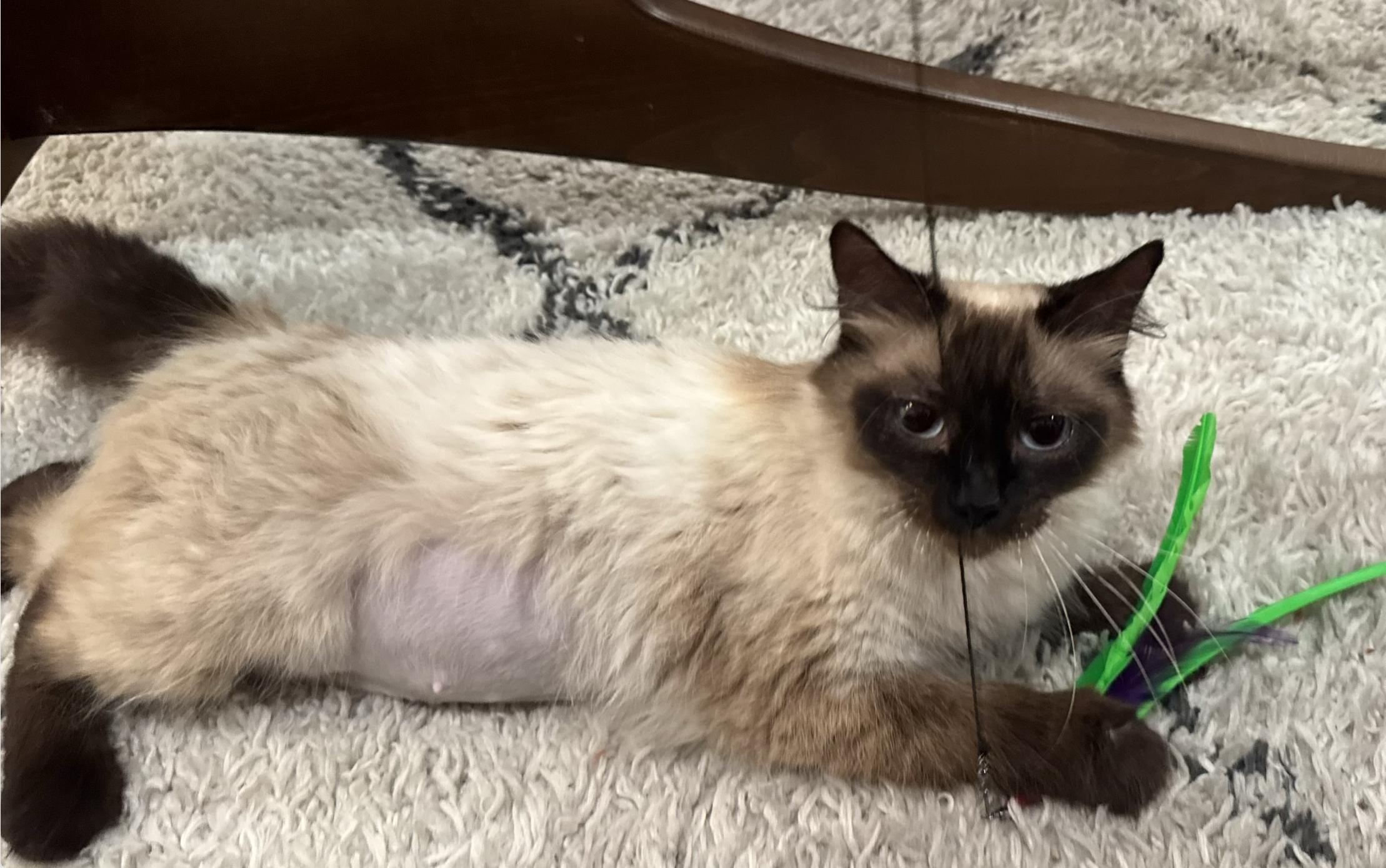 Audrey, an adoptable Ragdoll, Siamese in Beverly Hills, CA, 90211 | Photo Image 5