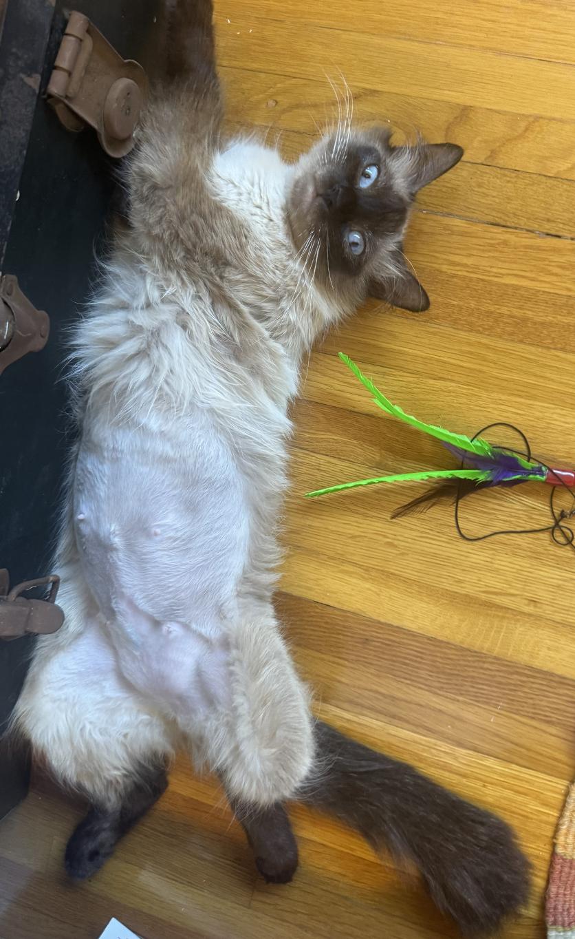 Audrey, an adoptable Ragdoll, Siamese in Beverly Hills, CA, 90211 | Photo Image 6