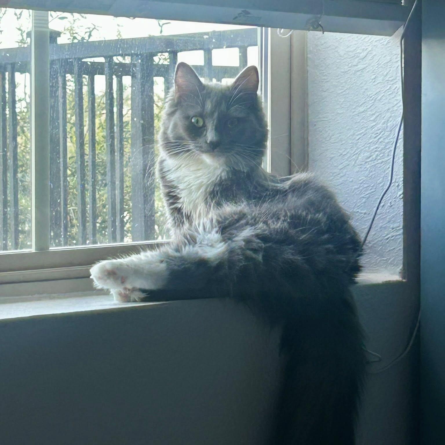 Spaghetti, an adopted Domestic Long Hair in Queen Creek, AZ image 1/6