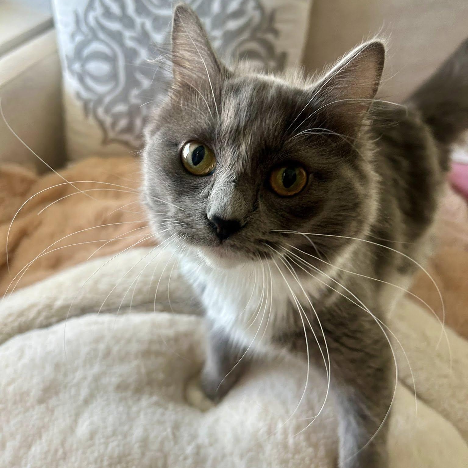 Spaghetti, an adopted Domestic Long Hair in Queen Creek, AZ image 5/6