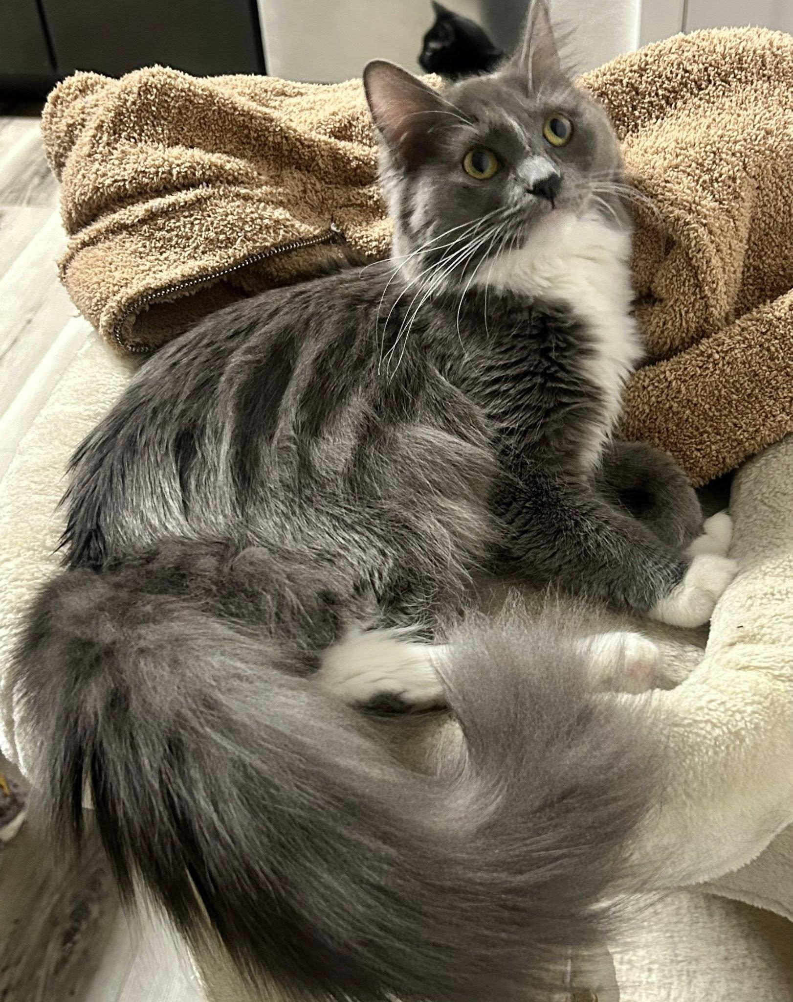 Spaghetti, an adopted Domestic Long Hair in Queen Creek, AZ image 2/6