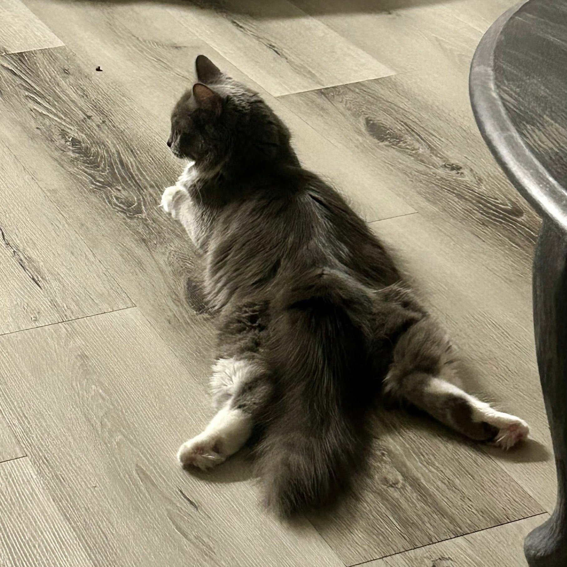 Spaghetti, an adopted Domestic Long Hair in Queen Creek, AZ image 3/6