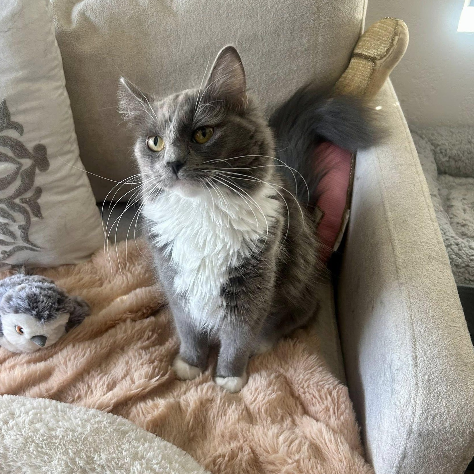 Spaghetti, an adopted Domestic Long Hair in Queen Creek, AZ image 4/6