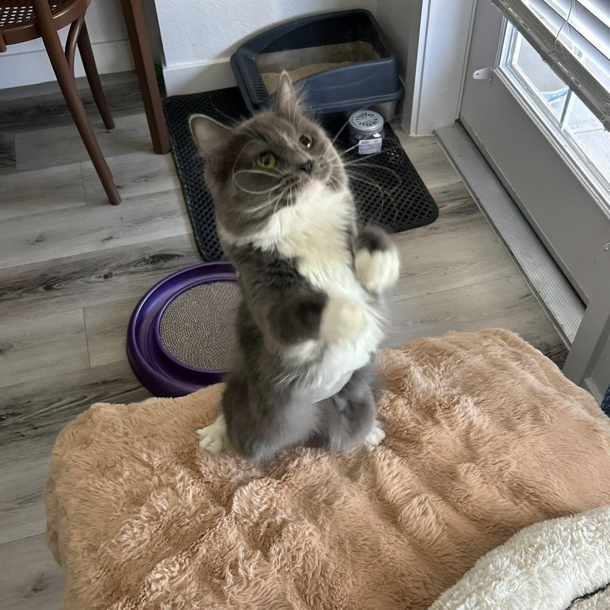 Spaghetti, an adopted Domestic Long Hair in Queen Creek, AZ image 6/6