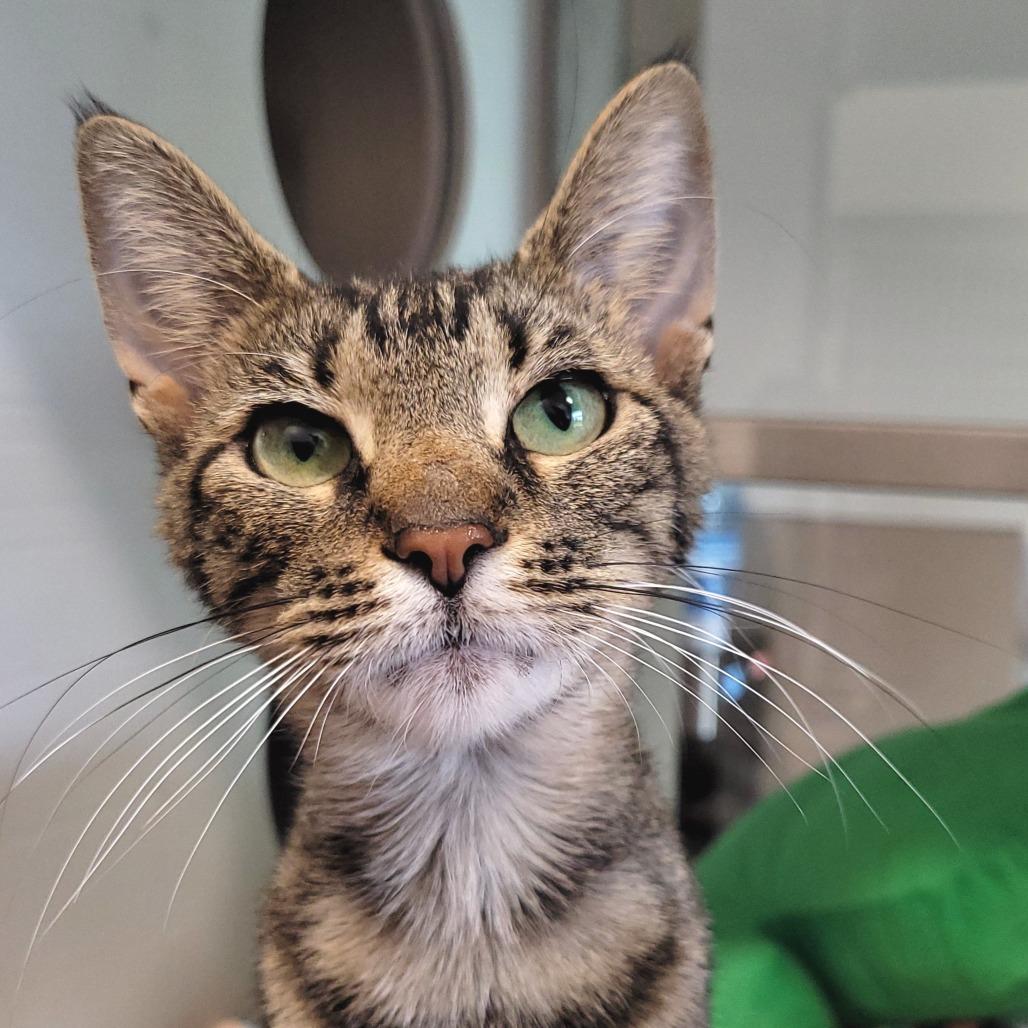 Enlarge Cannoli, a Adoptable Domestic Short Hair in Nashville, IN image 3/6