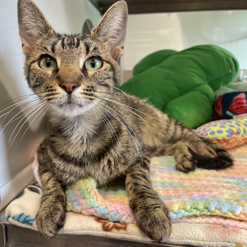 Enlarge Cannoli, a Adoptable Domestic Short Hair in Nashville, IN image 4/6