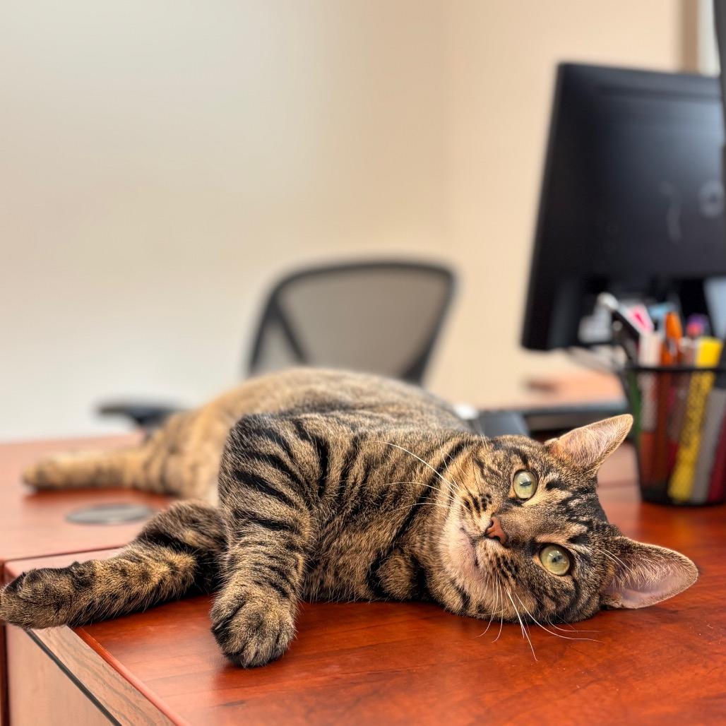 Enlarge Cannoli, a Adoptable Domestic Short Hair in Nashville, IN image 6/6